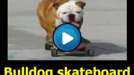 Bulldog che va in skateboard