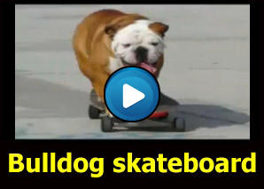 Bulldog che va in skateboard