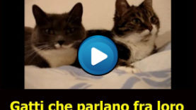 Gatti che parlano fra loro