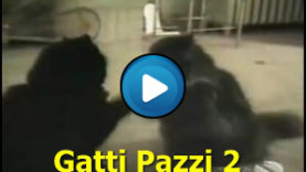 Gatti pazzi 2