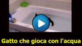 Gatto che gioca con l’acqua