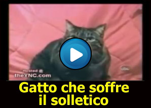 Gatto che soffre il solletico