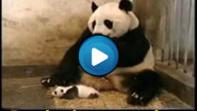 Starnuto di un baby panda