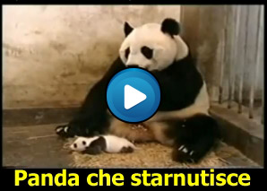 Starnuto di un baby panda