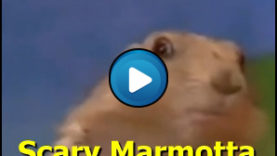 Marmotta con sguardo killer