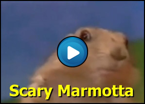 Marmotta con sguardo killer