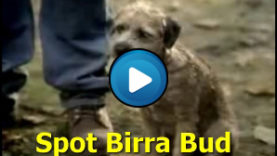 spot birra bud light bad dog