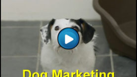 Cane si fa adottare con il Dog Marketing