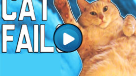 Compilation di fail di gatti