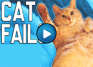 Compilation di fail di gatti