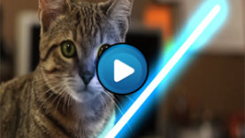 Il gatto Jedi