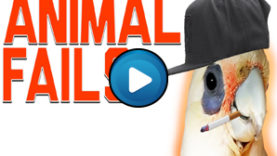 Animali divertenti – Compilation 01