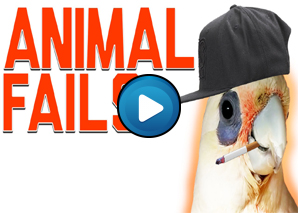 Animali divertenti – Compilation 01